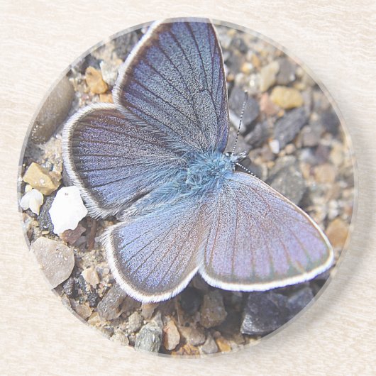 Hellblauer Schmetterling Untersetzer (Vorne)