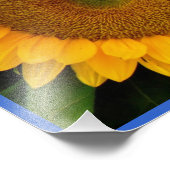 Hellblauer Sonnenblume Fotodruck (Ecke)