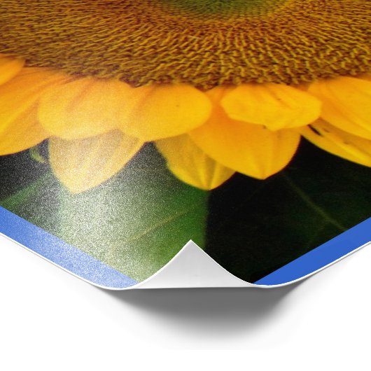 Hellblauer Sonnenblume Fotodruck (Ecke)