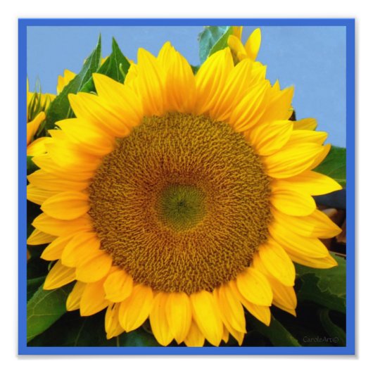 Hellblauer Sonnenblume Fotodruck (Vorne)