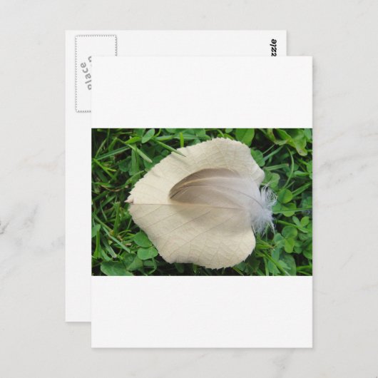 Hellbraune Feder auf hellbeigem Blatt Postkarte (Vorne/Hinten)