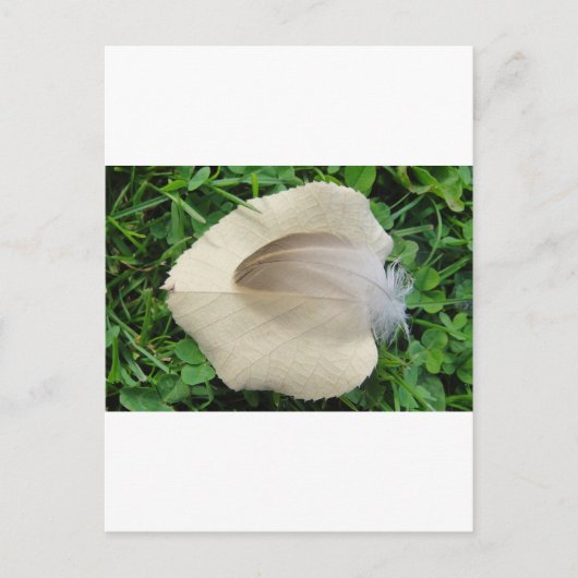 Hellbraune Feder auf hellbeigem Blatt Postkarte (Vorderseite)