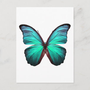 Helle Aquamarin Butterfly Postkarte