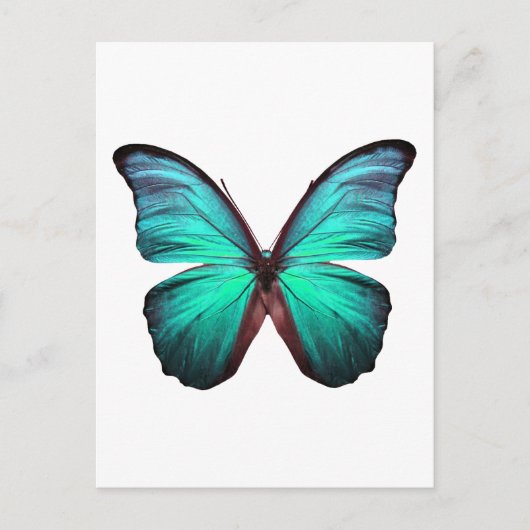 Helle Aquamarin Butterfly Postkarte (Vorderseite)