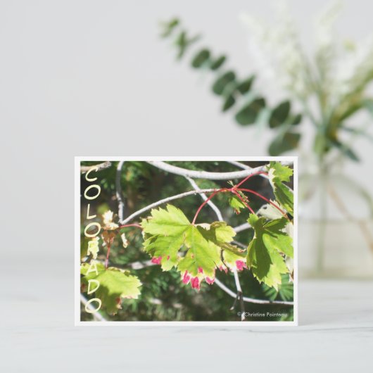 Helle Blätter - CO Postkarte (Stehend Vorderseite)