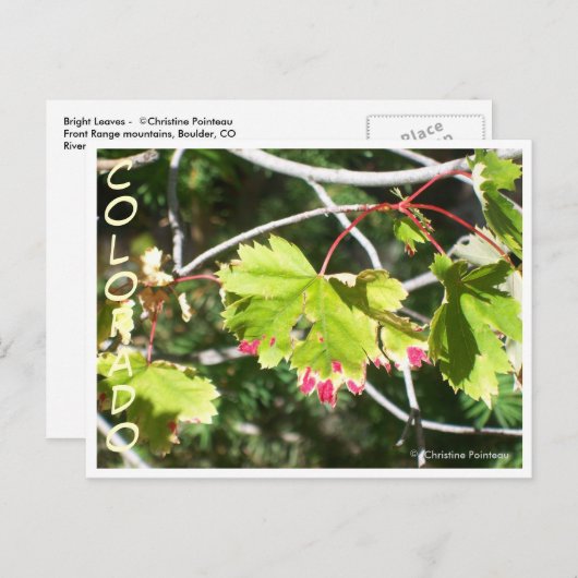 Helle Blätter - CO Postkarte (Vorne/Hinten)