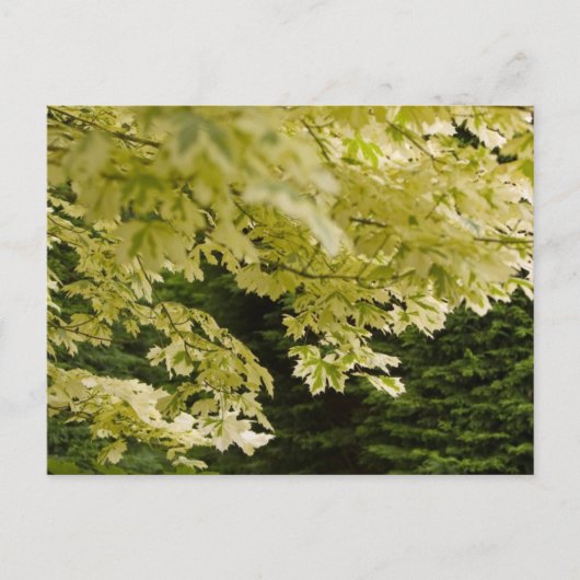 Helle Blätter Postkarte (Vorderseite)
