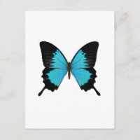 Helle Blau- und Schwarz-Schmetterling Originalfarb