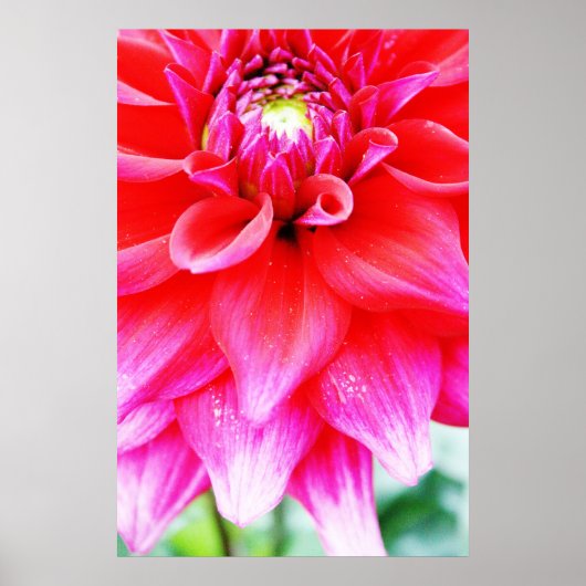 Helle Blume Poster (Vorne)