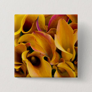 Helle bunte Calla-Lilien auf dem Button