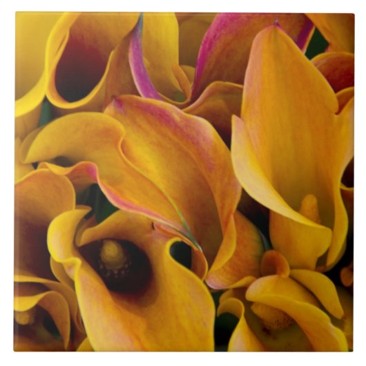Helle bunte Calla-Lilien auf dem Fliese (Vorderseite)