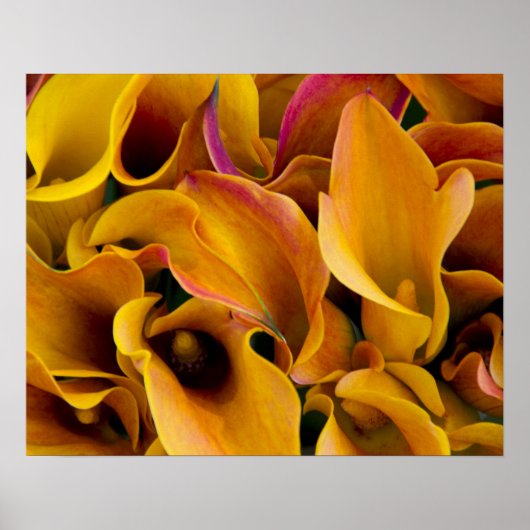 Helle bunte Calla-Lilien auf dem Poster (Vorne)