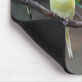 Helle bunte Parakeets Budgies plappert Vögel nach Mousepad (Ecke)