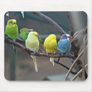 Helle bunte Parakeets Budgies plappert Vögel nach Mousepad