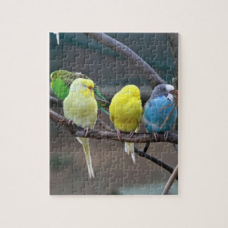 Helle bunte Parakeets Budgies plappert Vögel nach Puzzle