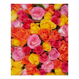 Helle Bunte Rosen Muster Floraler Hintergrund Poster