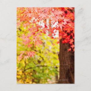 Helle Farben des japanischen Ahornbaums im Herbst Postkarte