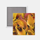 Helle, farbenfrohe Calla-Lilien Magnet (Vorderseite/Rückseite)