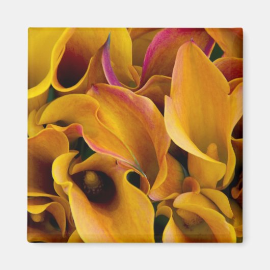 Helle, farbenfrohe Calla-Lilien Magnet (Vorne)