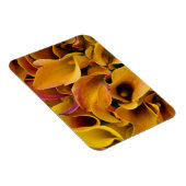 Helle, farbenfrohe Calla-Lilien Magnet (Rechte Seite)