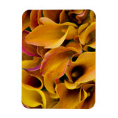 Helle, farbenfrohe Calla-Lilien Magnet (Vertikal)