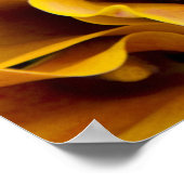 Helle, farbenfrohe Calla-Lilien Poster (Ecke)