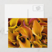 Helle, farbenfrohe Calla-Lilien Postkarte (Vorne/Hinten)