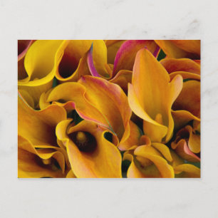 Helle, farbenfrohe Calla-Lilien Postkarte