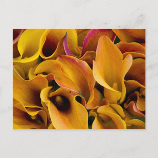 Helle, farbenfrohe Calla-Lilien Postkarte (Vorderseite)
