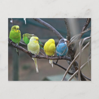 Helle, farbenfrohe Parakeets Budgies Papageien Vög Postkarte