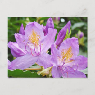 Helle florale Postkarten Lila Rhododendron-Blüte