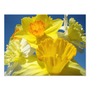 Helle gelbe Narzissen-Blumen Fotografie Drucke