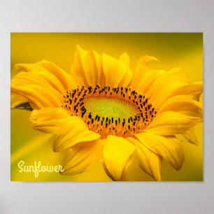 Helle gelbe Sonnenblume Matt-Wandkunst Poster