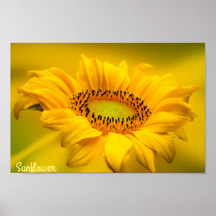 Helle gelbe Sonnenblume Matt-Wandkunst Poster