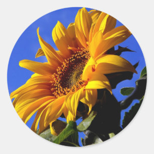 Helle gelbe Sonnenblume Runder Aufkleber