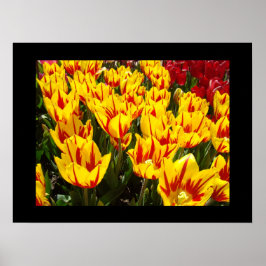 Helle gelbe Tulpe-Blumen-Festivalkunstdrucke Poster
