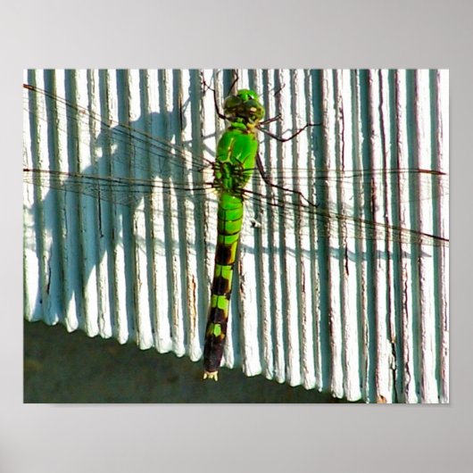 Helle grüne Libelle Nahe Natur Poster (Vorne)