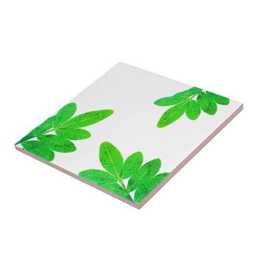 Helle grüne Mango-Tree-Blätter Fliese (Seite)