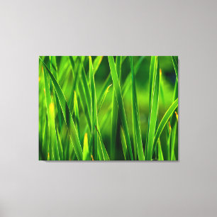Helle grüne Rohrkolben im Cattail Marsh in Colorad Leinwanddruck