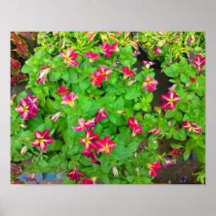Helle Hot Blume Poster