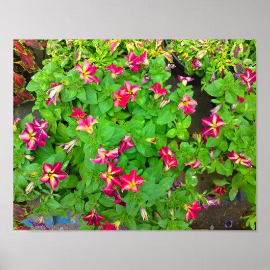 Helle Hot Blume Poster (Vorne)