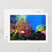 Helle Koralle Postkarte (Vorne/Hinten)