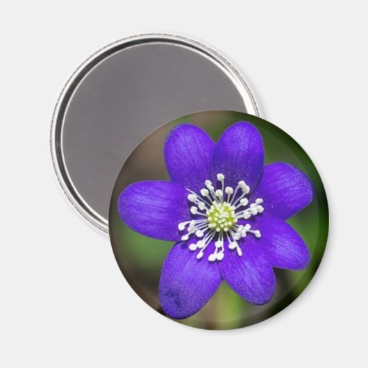 Helle Lila Blume Blumenmagnet Magnet (Vorderseite/Rückseite)