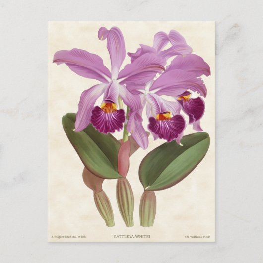 Helle Lila Cattleya Orchid Vintag Botanisch Postkarte (Vorderseite)