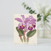 Helle Lila Cattleya Orchid Vintag Botanisch Postkarte (Stehend Vorderseite)