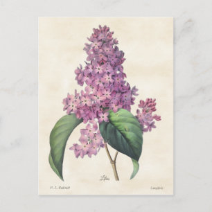 Helle lila Flieder Vintage-Botanik Postkarte