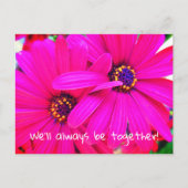 Helle Lila Garden Blume Osteospermum Postkarte (Vorderseite)