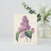 Helle Lila Lilacs Vintag Botanical Postkarte (Stehend Vorderseite)