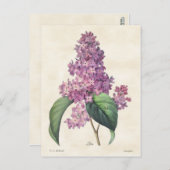 Helle Lila Lilacs Vintag Botanical Postkarte (Vorne/Hinten)