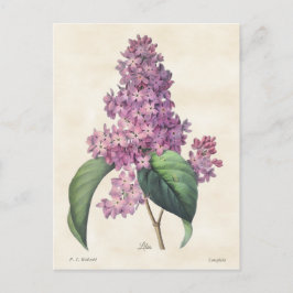Helle Lila Lilacs Vintag Botanical Postkarte